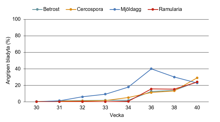 Linjediagram som visar hur betrost, cercospora, mjöldagg och ramularia har utvecklats från vecka 30 till vecka 40.