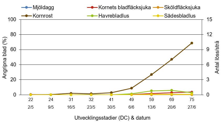 Linjediagram som visar hur mjöldagg, kornets bladfläcksjuka, sköldfläcksjuka, kornrost, havrebladlus och sädesbladlus har utvecklats från 2 maj till 27 juni.