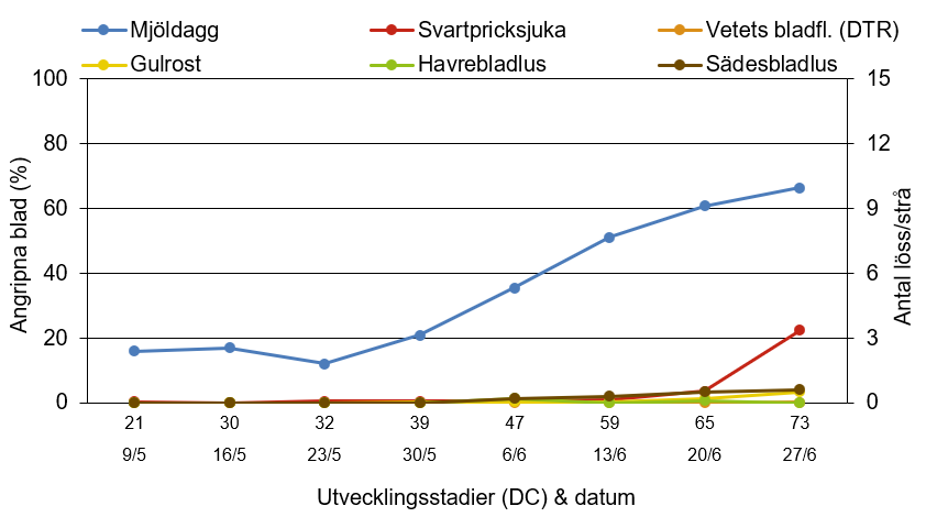 Linjediagram som visar hur mjöldagg, svartpricksjuka, vetets bladfläcksjuka, gulrost, havrebladlus och sädesbladlus har utvecklats från 9 maj till 27 juni.