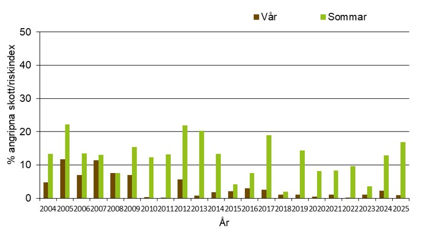 Stapeldiagram som visar att årets värde för stråknäckare under vår och sommar var 0,9 % respektive 16,9 % angripna blad vilket var normalt jämfört med andra år.