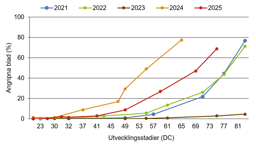 Linjediagram som visar att kornrost innevarande år ligger över medelkurvan.