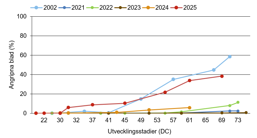 Linjediagram som visar att mjöldagg innevarande år ligger över medelkurvan.