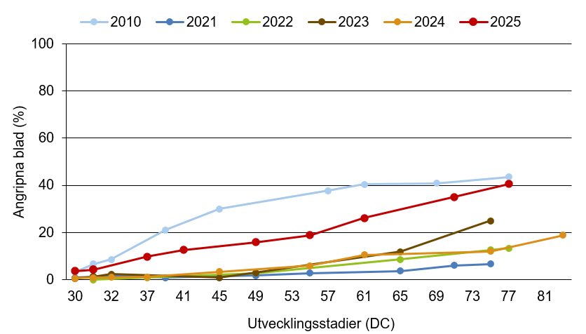 Linjediagram som visar att mjöldagg innevarande år ligger över medelkurvan.