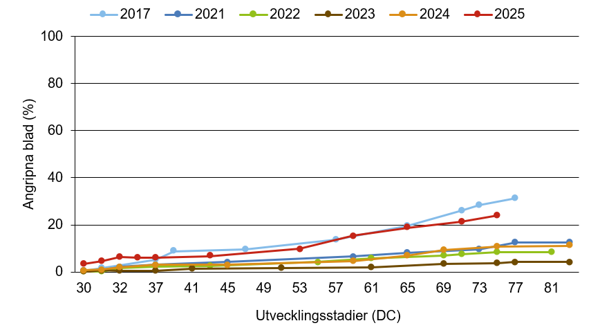 Linjediagram som visar att mjöldagg innevarande år ligger över medelkurvan.