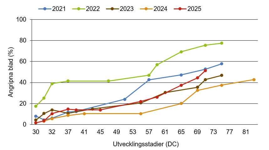 Linjediagram som visar att mjöldagg innevarande år ligger nära medelkurvan.