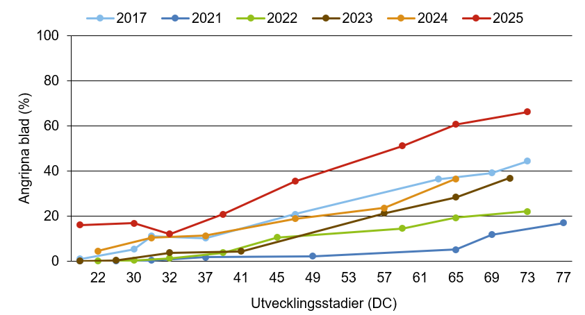 Linjediagram som visar att mjöldagg innevarande år ligger över medelkurvan.