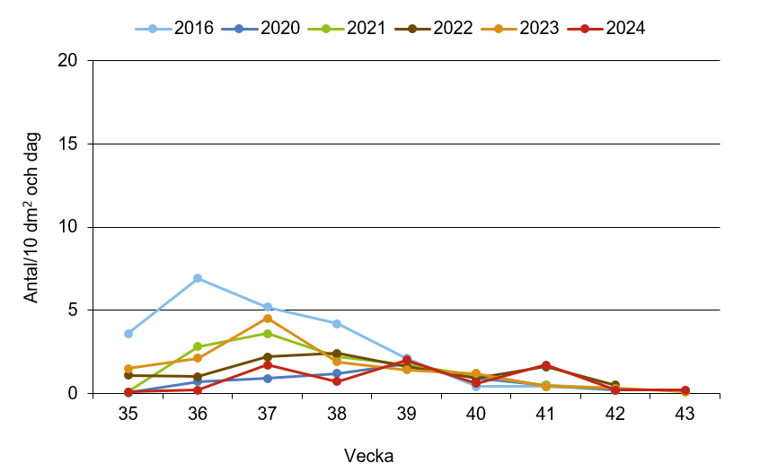 Linjediagram som visar att veckovis skålfångst av rapsjordloppa innevarande år ligger nära medelkurvan.