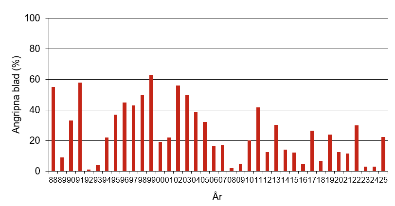 Stapeldiagram som visar att årets värde för svartpricksjuka var 22,4 % angripna blad vilket var normalt jämfört med andra år.