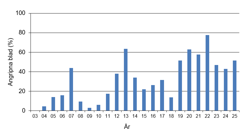 Stapeldiagram som visar att årets värde för mjöldagg var 51,4 % angripna blad vilket var högt jämfört med andra år.