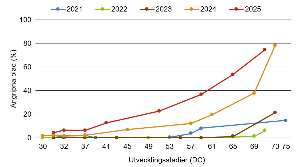 Linjediagram som visar att brunrost innevarande år ligger över medelkurvan.