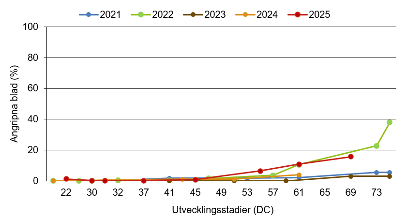Linjediagram som visar att havrens bladfläcksjuka innevarande år ligger över medelkurvan.