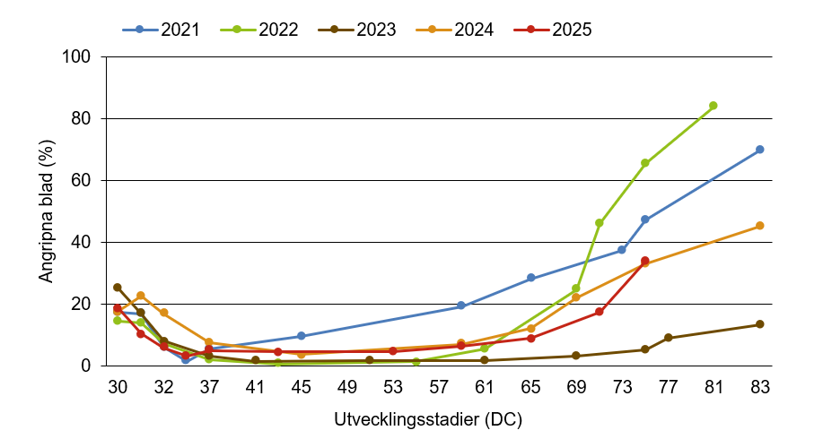 Linjediagram som visar att svartpricksjuka innevarande år ligger nära medelkurvan.