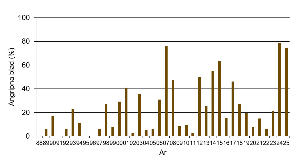 Stapeldiagram som visar att årets värde för brunrost var 74,5 % angripna blad vilket var högt jämfört med andra år.