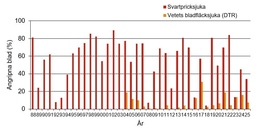 Stapeldiagram som visar att årets värde för svartpricksjuka och vetets bladfläcksjuka var 33,9 % respektive 7,5 % angripna blad vilket var normalt jämfört med andra år.