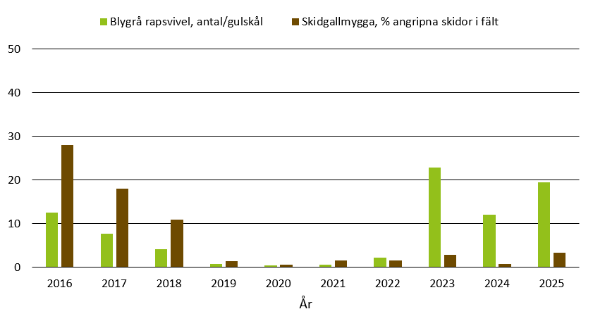 Stapeldiagram som visar att årets värde för skador av skidgallmygga och skålfångster av blygrå rapsvivel var 3,3 respektive 19,5 vilket var högt jämfört med andra år.