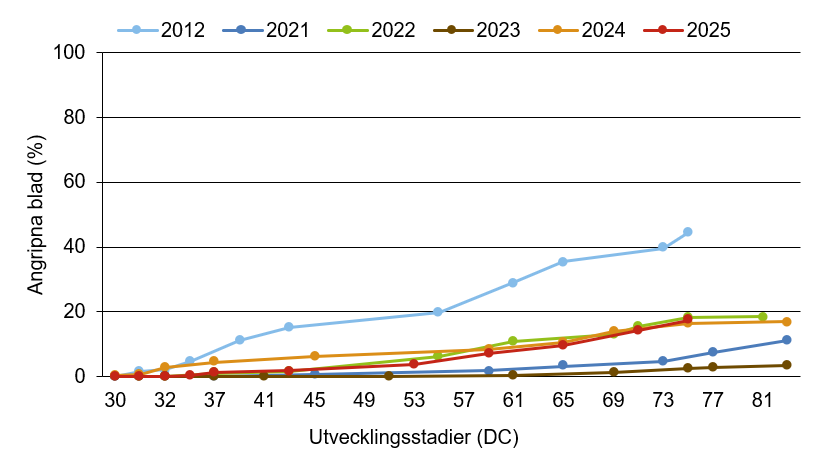 Linjediagram som visar att gulrost innevarande år ligger över medelkurvan.