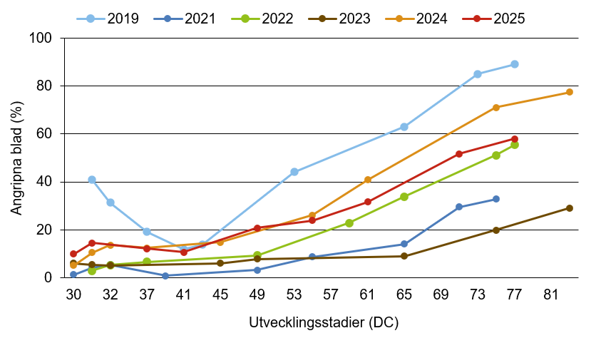 Linjediagram som visar att kornrost innevarande år ligger nära medelkurvan.