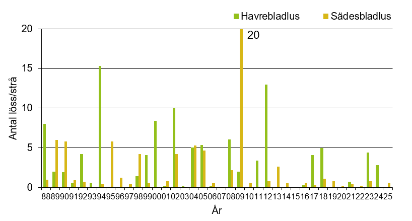 Stapeldiagram som visar att årets värde för havrebladlus och sädesbladlus var 0 % respektive 0,6 % angripna blad vilket var lågt jämfört med andra år.