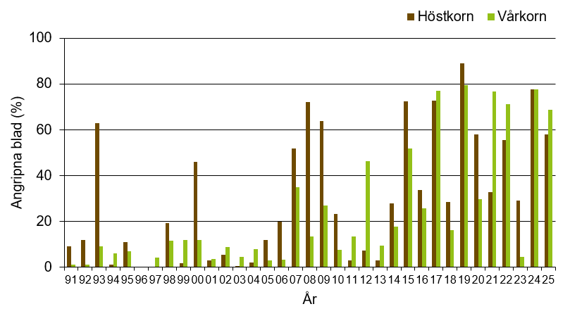 Stapeldiagram som visar att årets värde för kornrost i höstkorn och vårkorn var 58 % respektive 68,8 % angripna blad vilket var högt jämfört med andra år.