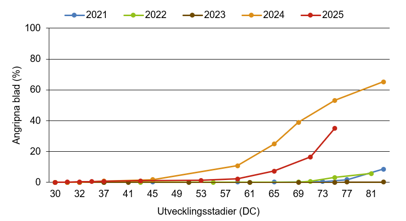 Linjediagram som visar att brunrost innevarande år ligger över medelkurvan.
