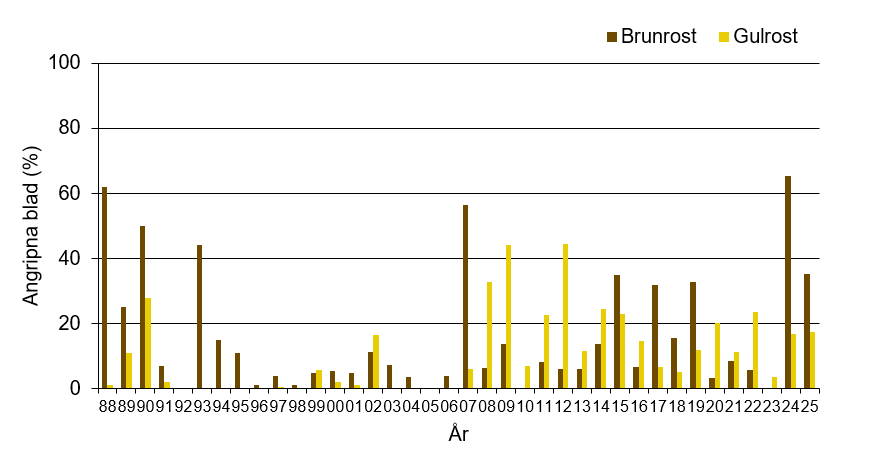 Stapeldiagram som visar att årets värde för brunrost och gulrost var 35,1 % respektive 17,5 % angripna blad vilket var högt jämfört med andra år.