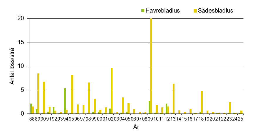 Stapeldiagram som visar att årets värde för havrebladlus och sädesbladlus var 0,1 respektive 0,6 antal löss per strå vilket var lågt jämfört med andra år.