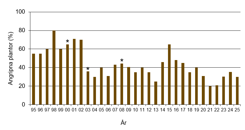 Stapeldiagram som visar att årets värde för torröta var 30 vilket var normalt jämfört med andra år.