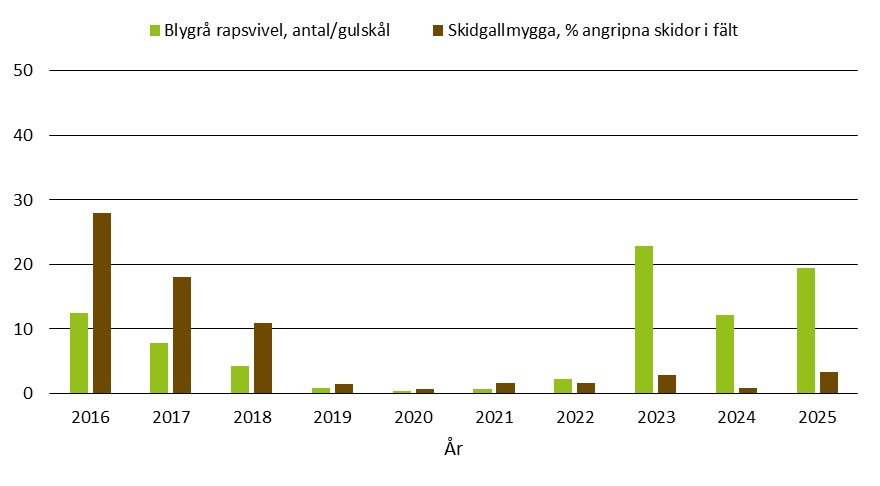 Stapeldiagram som visar förekomst av blygrå rapsvivel i gulskålar och skador av skidgallmygga i prognosfält 2016-2025.