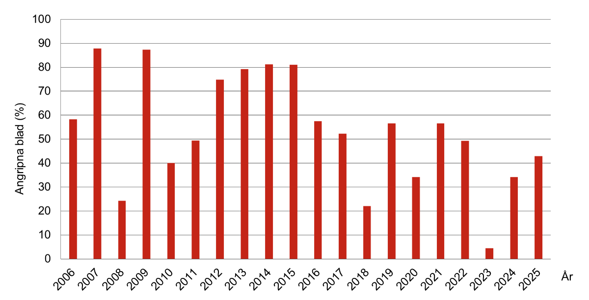 Stapeldiagram som visar slutangrepp (DC 75–91) av bladfläcksvampar i höstvete 2006–2025. Medeltal för Södermanlands, Östergötlands och Örebro län.