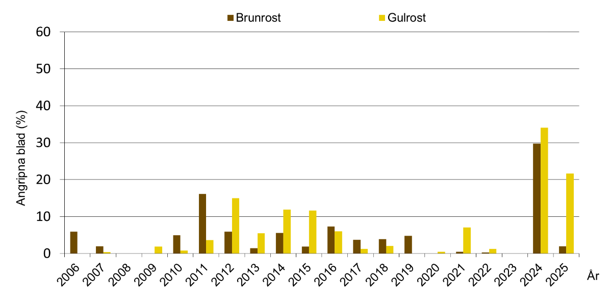 Stapeldiagram som visar slutangrepp av brun- och gulrost i höstvete 2006–2025. Medeltal för Södermanlands, Östergötlands och Örebro län.