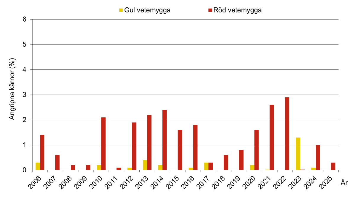 Stapeldiagram som visar andel kärnor (%) som angripits av röd- respektive gul vetemygga i höstvete 2006–2025. Medeltal för Södermanlands, Östergötlands och Örebro län.