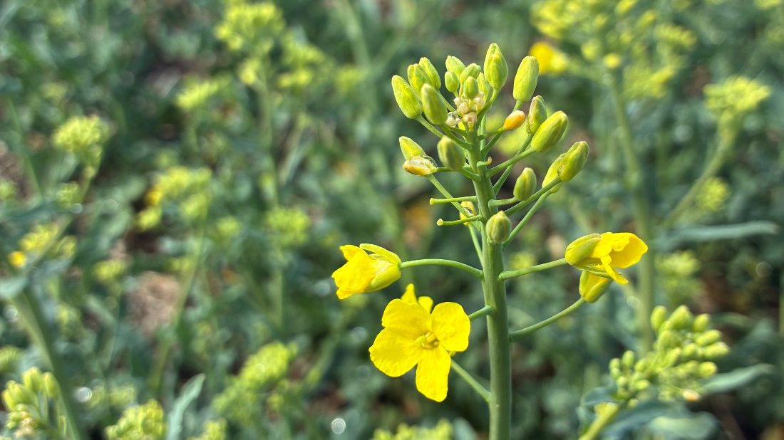 Vivel på gul rapsblomma