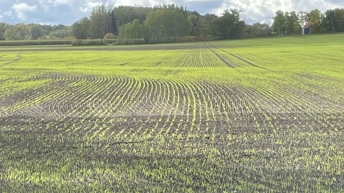 Bild visar fält med nyuppkommen höstsäd i förgrunden. Skog och himmel i bakgrund.