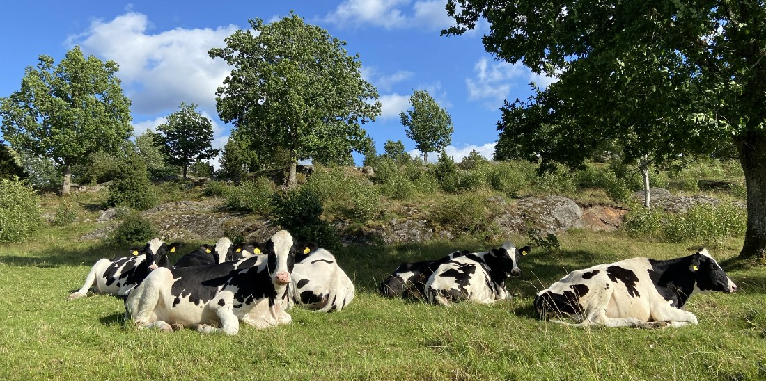 Kor i betesmark