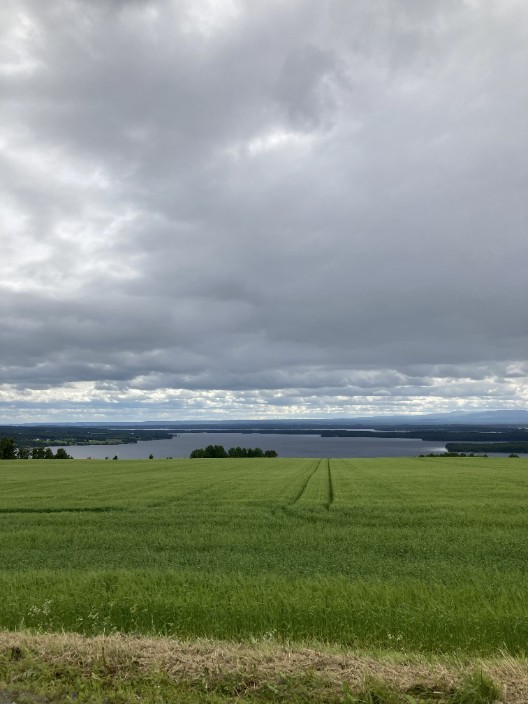 Vårkorn på Frösön