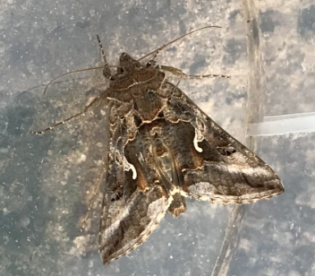 Gammafly