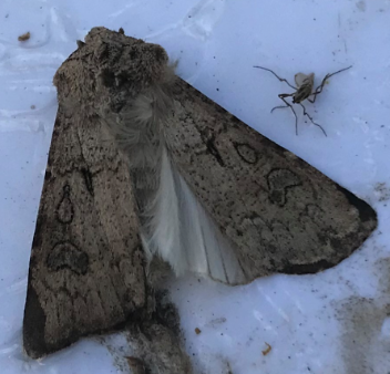 Kålflyäggg