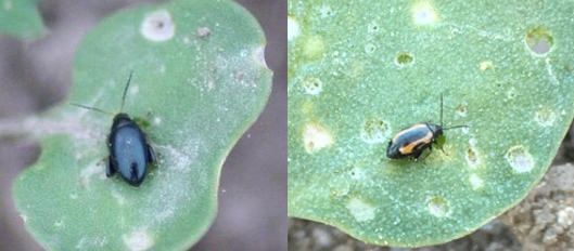 Rapsjordloppan och Phyllotreta-jordloppor är olika stora.