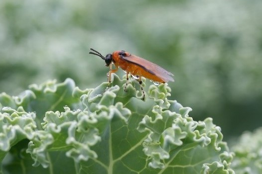 Adult kålbladstekel