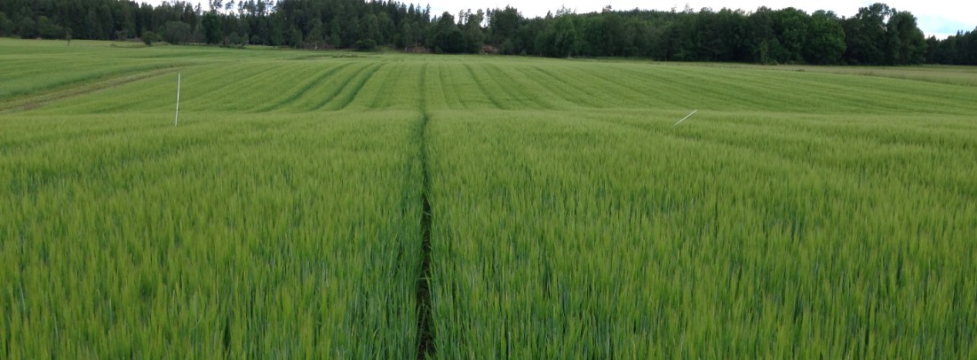 Fält vårkorn