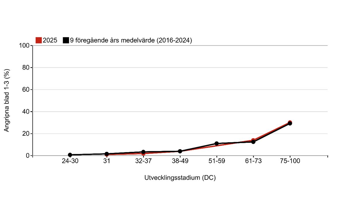 Diagram med utvecklingen av kornets bladfläcksjuka i korn jämfört med nio föregående års medelvärde