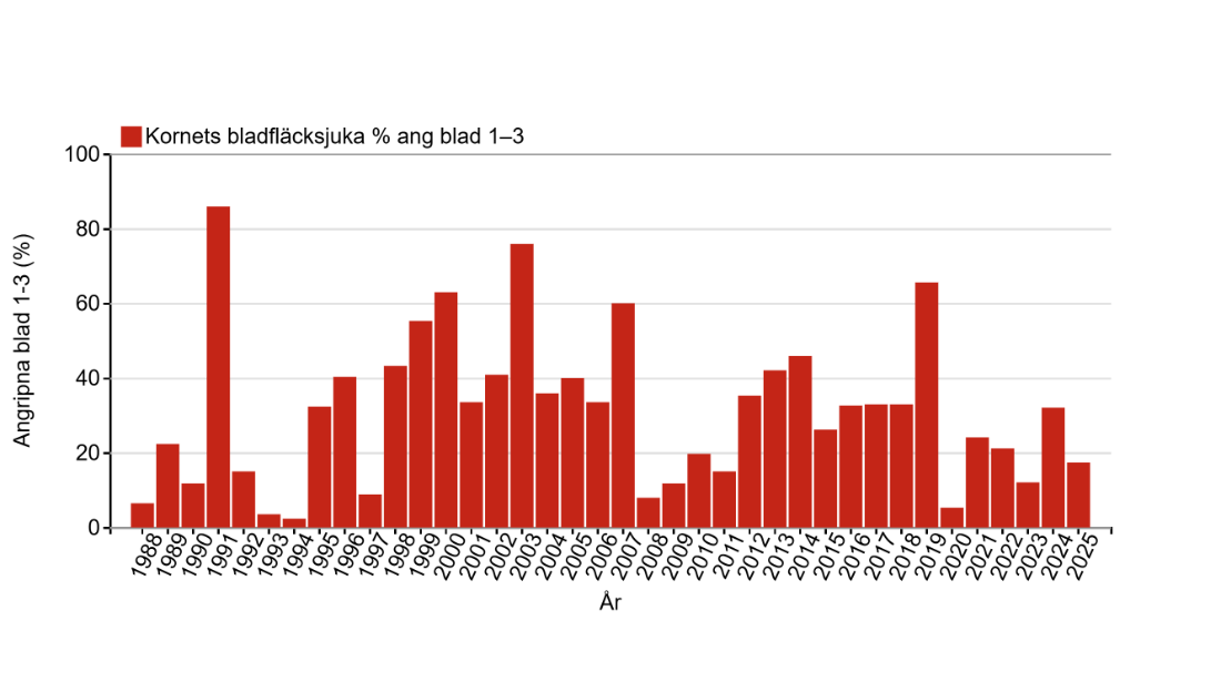 Diagram kornets bladfläcksjuka 