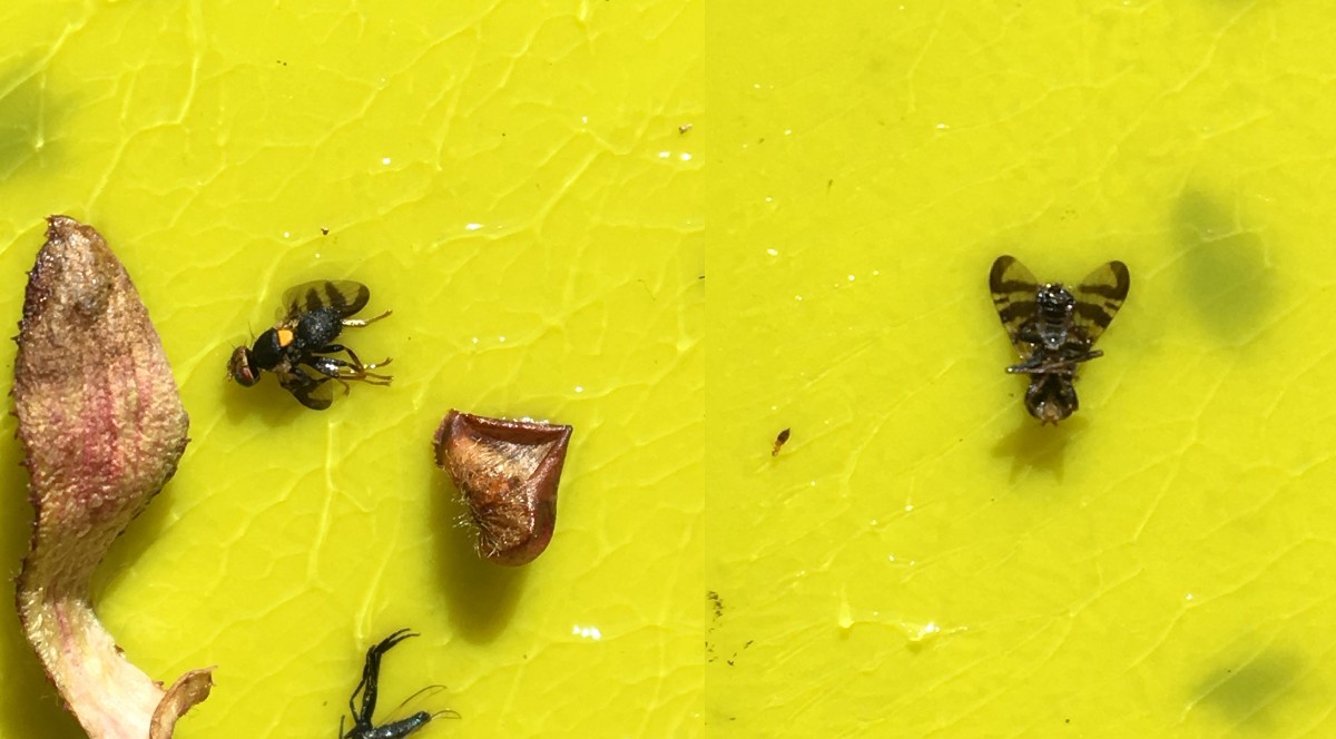 Graf över utveckling av äppelvecklare