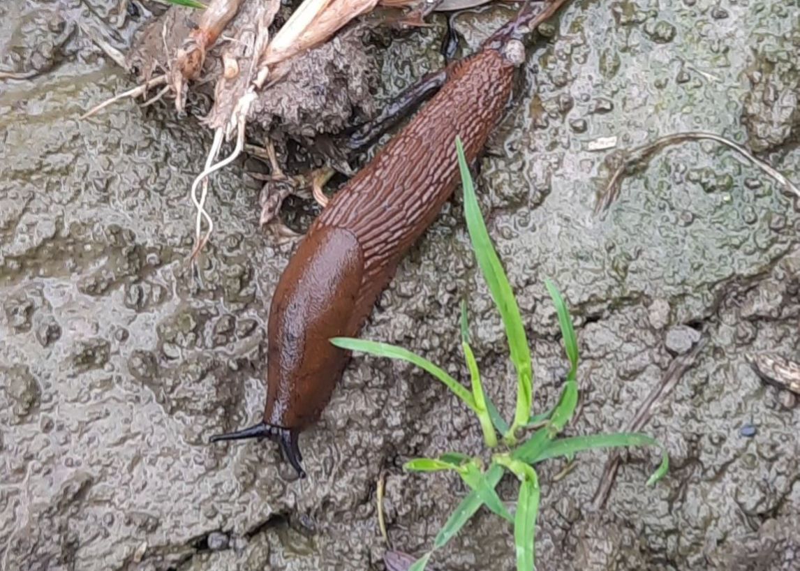 brun snigel på åkermark