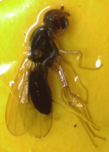 morotsfluga