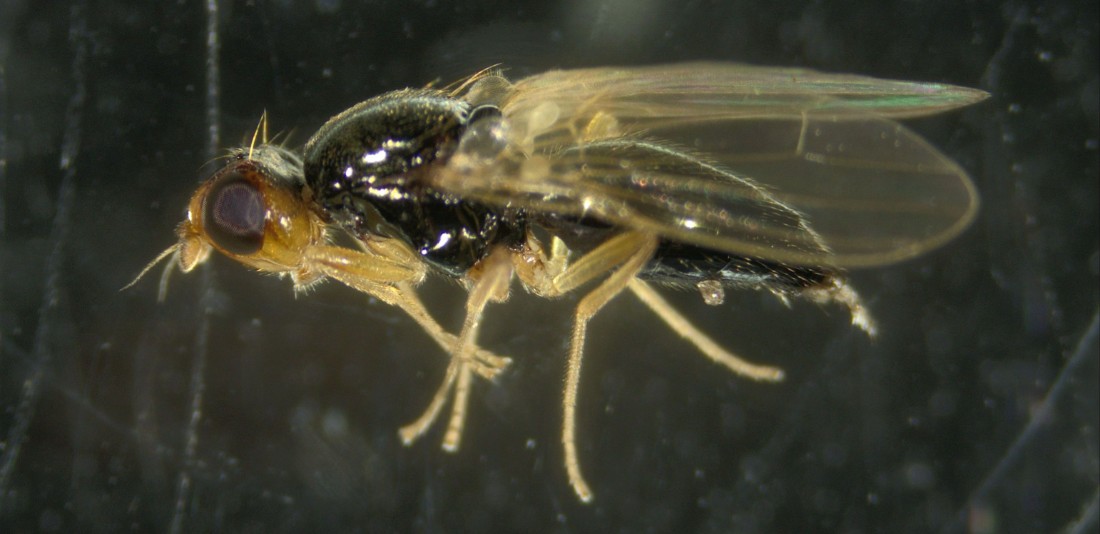 Morotsfluga