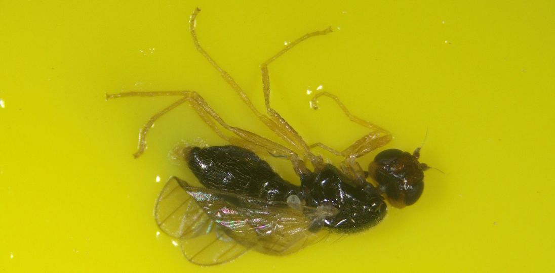 Morotsfluga på klisterfälla