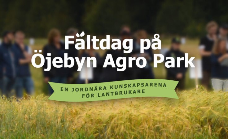 Kvinnor i skogen