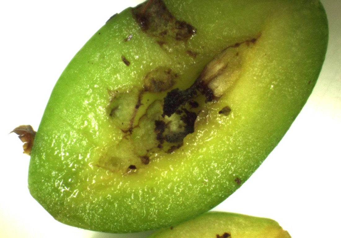 Blodlus
