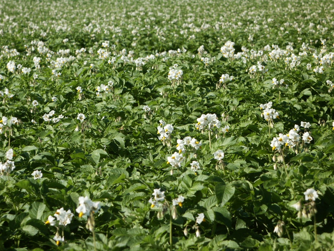 Blommande potatis i fält. 